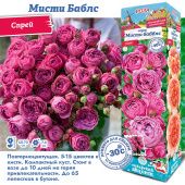 Роза Мисти Баблс спрей (Сиб сад)