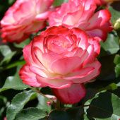 Роза Юбилей принца Монако Флорибунда (Садовита)