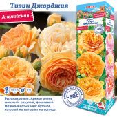 Роза Тизин Джорджия английская (Сиб сад)