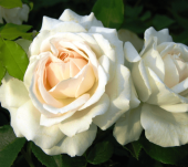 Роза Космос флорибунда (Татарстан Розариум)