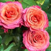 Роза Сингл Малт чайно-гибридная (Садовита)