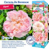 Роза Сесиль де Воланж шраб (Сиб сад)