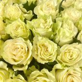 Роза Мондиаль чайно-гибридная (Золотая сотка Алтая)