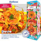 Роза Кабана чайно-гибридная (Сиб сад)