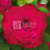 Роза Родос чайно-гибридная в коробке (Барнаул)