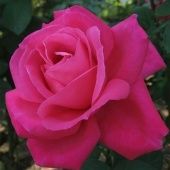 Роза Мария Каллас чайно-гибридная (Сербия Империя роз)