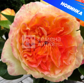Роза Анри Дельбар чайно-гибридная (Барнаул)