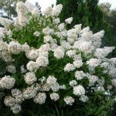 Гортензия метельчатая Грандифлора Серия Северный Сад (ПОИСК)