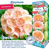 Роза Джульет английская (Сиб сад)