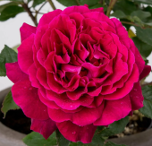 Роза Бельвью чайно-гибридная (Татарстан Розариум)