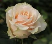 Роза Талео чайно-гибридная (Золотая сотка Алтая)