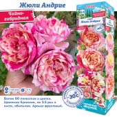 Роза Жюли Андрие чайно-гибридная (Сиб сад)