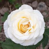 Роза Айсберг Флорибунда (Садовита)