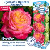 Роза Пульман Ориент Экспресс чайно-гибридная (Сиб сад)
