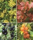 Смородина золотистая (ПОИСК)