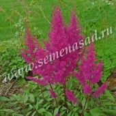 Астильба японская Элизабет ван Вин (ПОИСК)