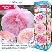 Роза Мисаки японский шраб (Сиб сад)