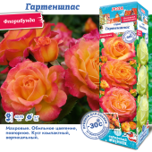 Роза Гартеншпас флорибунда (Сиб сад)