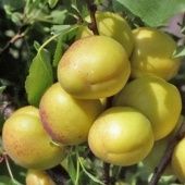 Абрикос Лель (в коробке) (ПОИСК)