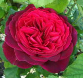 Роза Графиня Харденберг шраб (Садовита)