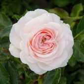 Роза Ларисса Шраб (Садовита)