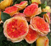 Роза Анри Дельбар чайно-гибридная ЭКОНОМ (Барнаул)