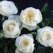 Роза Боинг чайно-гибридная (Золотая сотка Алтая)