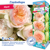 Роза Глайндборн шраб (Сиб сад)