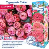 Роза Туркиш де Лайт флорибунда (Сиб сад)