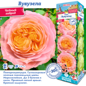 Роза Свит Вувузела чайно-гибридная (Сиб сад)