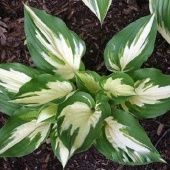 Хоста Крисмас Кэнди  гибридная 1шт (ПОИСК)