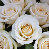 Роза Тибет Чайно-гибридная ЭКОНОМ (Барнаул)