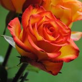 Роза Дабл Дэнс чайно-гибридная (Барнаул)