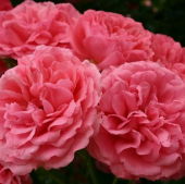 Роза Розариум Ютерсен Плетистая (Садовита)