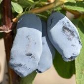 Жимолость съедобная Аврора (ПОИСК)