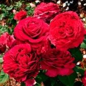 Роза Роза Четырех Ветров флорибунда (Золотая сотка Алтая)