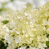 Гортензия метельчатая Милк энд Хоней Серия Патио (ПОИСК)