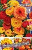 Ранункулюс Пикоти Оранжевый 10шт (КолорЛайн)