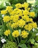 Лук декор Моли золотой 15шт (КолорЛайн)