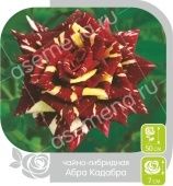 Роза Абра-Кадабра чайно-гибридная (Барнаул)