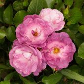 Роза Блю Фор Ю Флорибунда (Садовита)