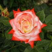 Роза Императрица Фарах Чайно-гибридная (Садовита)