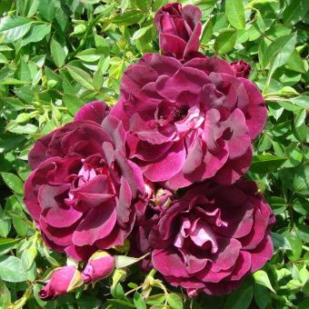 bed92fdfce34adc5b4e66a92ad8f4afe