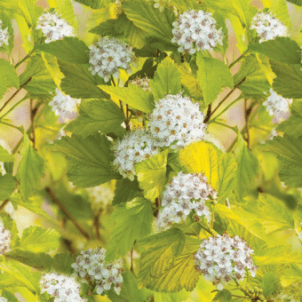 puzireplodnik_kalinolist_angel_gold