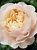 Роза Шифон чайно-гибридная (Золотая сотка Алтая)