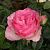Роза Кэнди Аваланч Чайно-гибридная (Садовита)