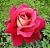 Роза Кроненбург чайно-гибридная (Татарстан Розариум)