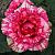 Роза Пинк интуишн Чайно-гибридная (Садовита)