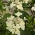 Гортензия метельчатая Прим Вайт (ПОИСК)
