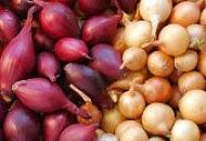 Поступил Лук - севок Поступил Лук - севок